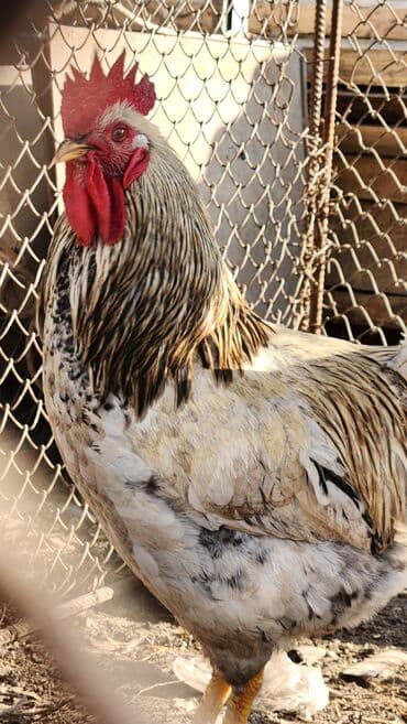 купить собаку доберман в бишкеке: Продаю | Петух | Домашняя | Для разведения — 9