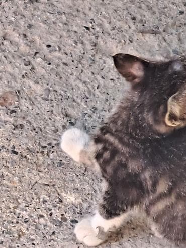 кошка кот: Отдам бесплатно девочка подобрала у дома Котёнок серо-тигрового окраса — 4