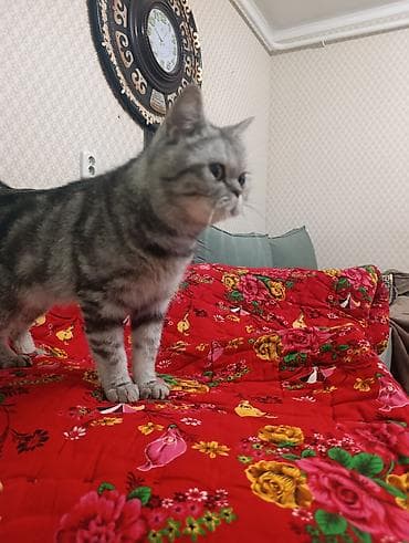 Вязка кошек: Отдам в добрые руки за символическую плату кошку порода скоттиш страйт — 7