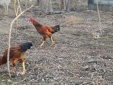 мини чау чау цена: Петушок 7 мес кученской породы цена — 2