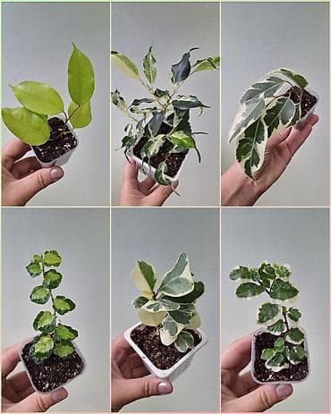 🪴В продаже фикусы разных сортов. 🌿Названия и цены указаны на фото