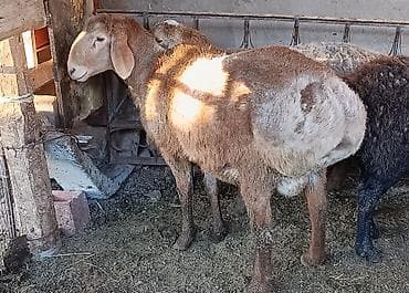 продам овчарку: Продаю | Баран (самец) — 2