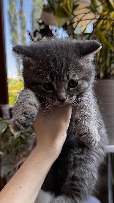 голубая кошка: 2 месяца, Девочка, Серый, Приучена к лотку — 7