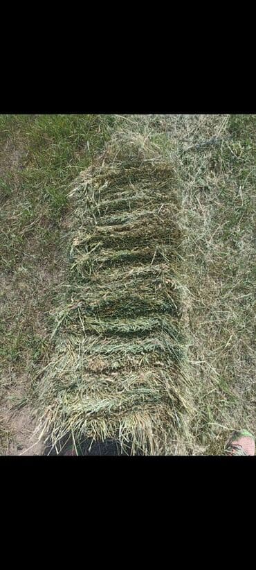 сухой корм для кошек оптом: С бесплатной доставкойСено в тюках. тук бодрый куурай жок таза — 3