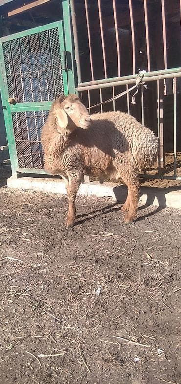 бенгальская кошка цена бишкек: Продаю | Баран (самец) | Для разведения | Племенные — 1