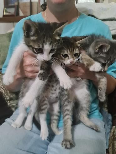 Кошки: 2 месяца, Девочка — 7