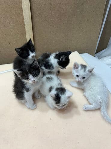 новорожденные котята: 2 месяца, Девочка — 1