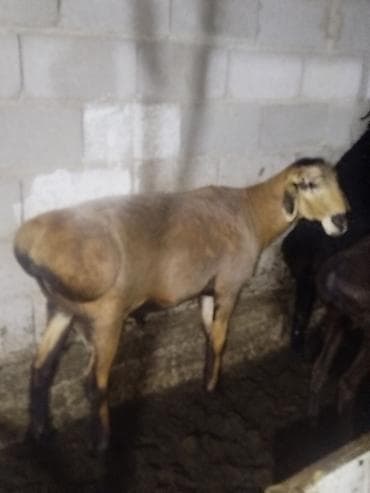 голуби животное: Продаю | Овца (самка) | Для разведения — 4