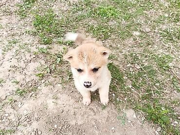 акита щенки: Акита-ину, 2 месяца, Самец — 5