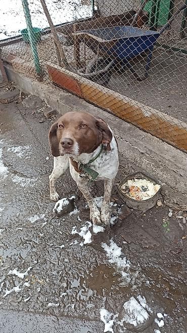 Продажа собак: Отдам в добрые руки кобеля породы курцхаар, для охоты не предназначен — 1