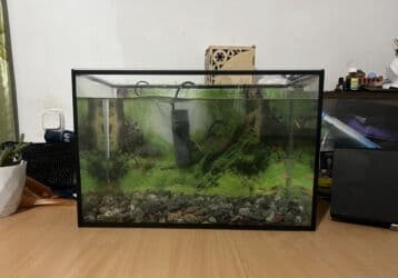 купить мальков форели: Срочно срочно Аквориум 50 литр Филт 5 балыгы менен Филт — 1