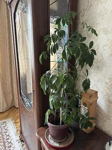 шефлера цветы: Шефлера (Schefflera), комнатное декоративно-лиственное растение в — 1