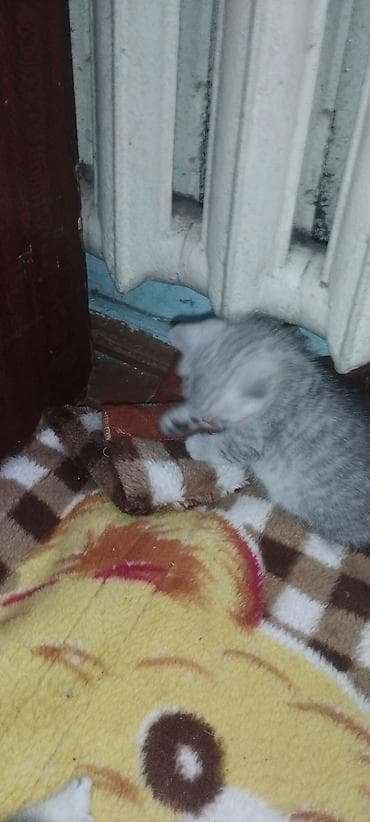 шатланский кот: Готовы к бронированию породистые котята. Порода Шотландская скоттиш — 4