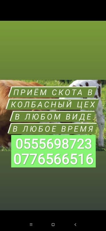 купить измельчитель травы и сена: Куплю | Коровы, быки, Лошади, кони, Другие с/х животные | Круглосуточно, Любое состояние, Забитый — 1