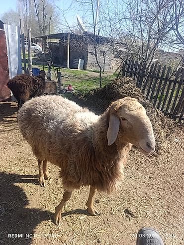 продать животных: Продаю | Овца (самка) | Для разведения | Матка — 2