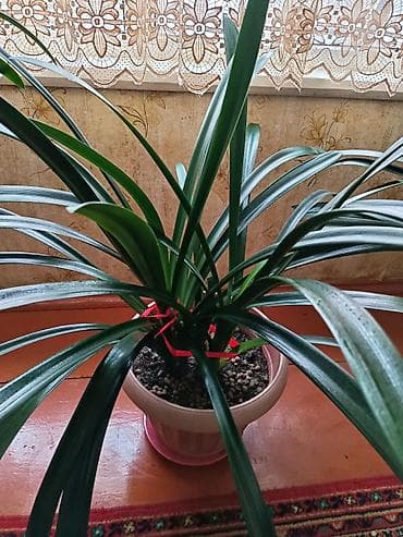 куплю саженцы роз: Домашний цветок -кливиявечнозеленое растениене требует особого — 9