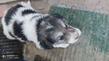 сколько стоит щенок овчарки: Здравствуйте. К нам во двор подкинули месячных пятерых дворняжек — 1