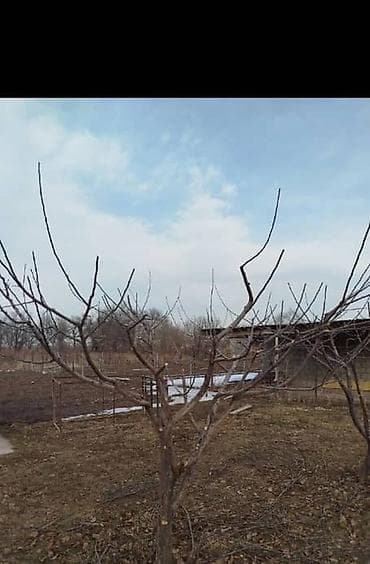 натижной потолог: Профессиональная обрезка плодовых деревьев и кустарников. - — 10