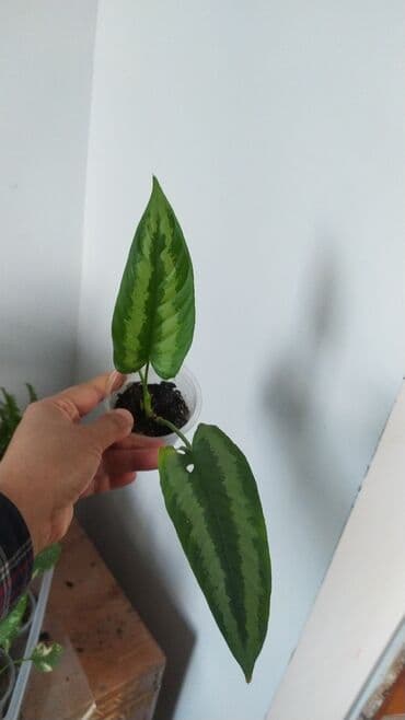 декорации для аквариума: Фикус, бугенвелии, аглаонемы, калатеи, Сансивьера, диффенбахия — 4