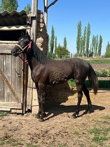 щенок чихуахуа купить: Продаю | Жеребец | Конный спорт — 5