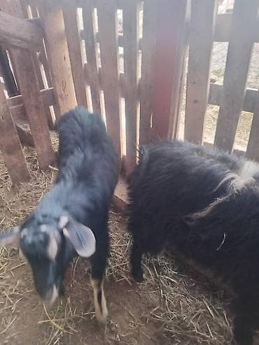 бука 1 5 жаш: Сатам | Ургаачы кой (ургаачы) | Аргын | Союуга — 9