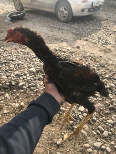 далматинец щенок цена: Продаю | Петух, Цыплята | Бойцовая, Дакан | На забой, Для разведения, Для боев — 1