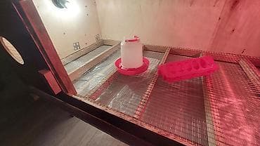 боос кой: Брудер универсальный есть в наличии — 7