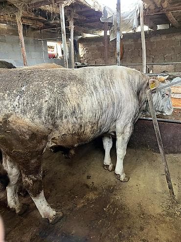 отель для собак: Продаю | Бык (самец) | Привязанные — 3