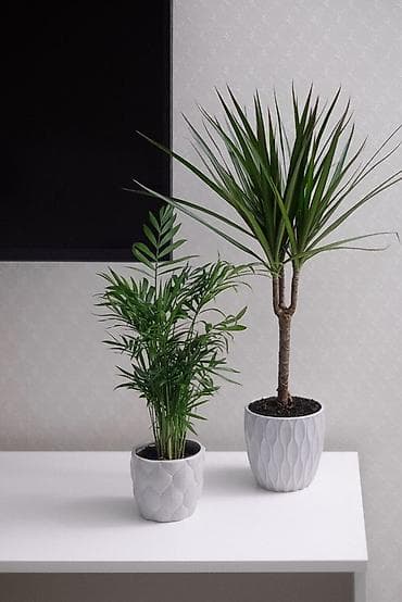 для растений: Драцена маргината (Dracaena marginata) в кашпо - Эффектное комнатное — 1