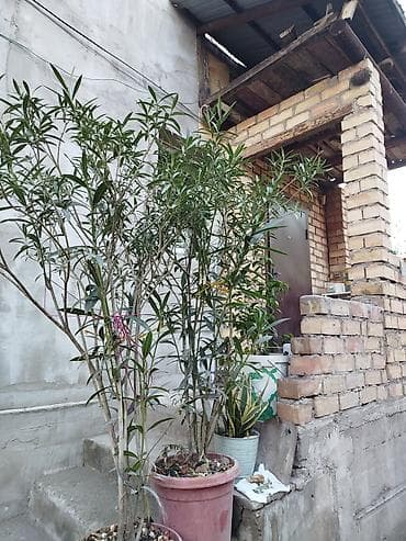 купить лавровое дерево: Олеандр в кадках - Крупные взрослые кусты олеандра в горшках — 4