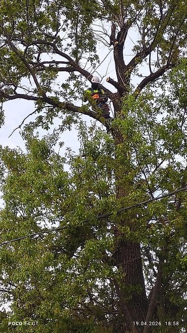 топал: Спил деревьеПрофессиональные высотные работы по деревьям удаление — 2