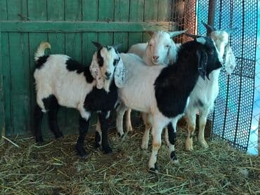 домашние птицы: Продаю | Козёл (самец) | Битал, Зааненская | Для разведения — 7