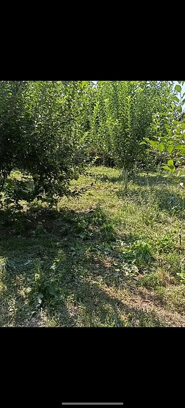участок: 9 соток, Красная книга, Тех паспорт — 5