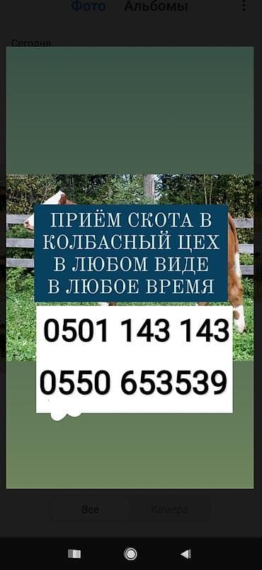 Скупка скота в колбасный цех по максимальной цене коров быков телок