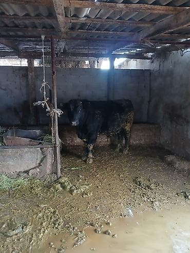 клетка для цыплята: Продаю | Бык (самец) | Швицкая, Абердин-ангус | На откорм, На забой | Искусственник — 2