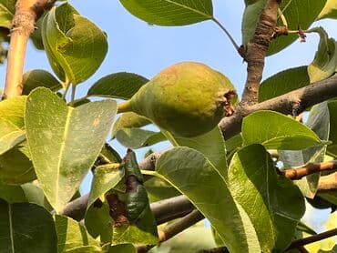 сокулук дом продажа: Дом, 95 м², 4 комнаты, Собственник, Старый ремонт — 19