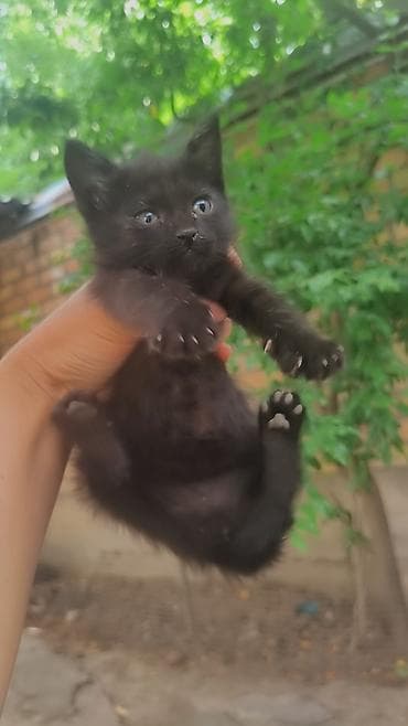 каракол кошка: Отдам 1 мец котят в хорошие и добрые руки — 3