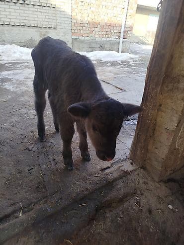 корм для животных: Продаю | Бык (самец) | Алатауская | Для разведения — 1