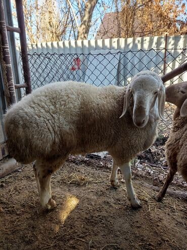 Грызуны: Продаю | Баран (самец) | Полукровка | Осеменитель — 1
