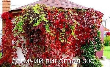 Томат: Все растения что на фото есть в наличии. Цены указаны, по всем — 1