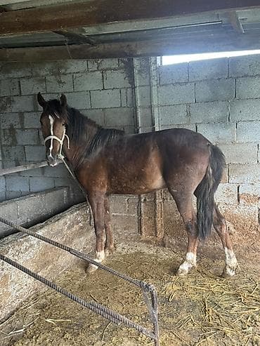 рабочий конь: Продаю | Жеребец | Конный спорт — 1