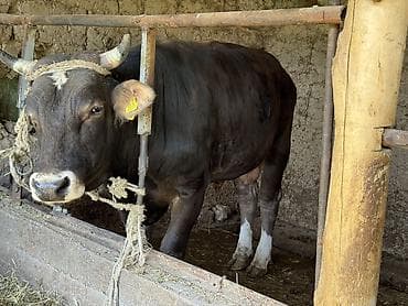 гуси линда: Продаю | Бык (самец) — 1