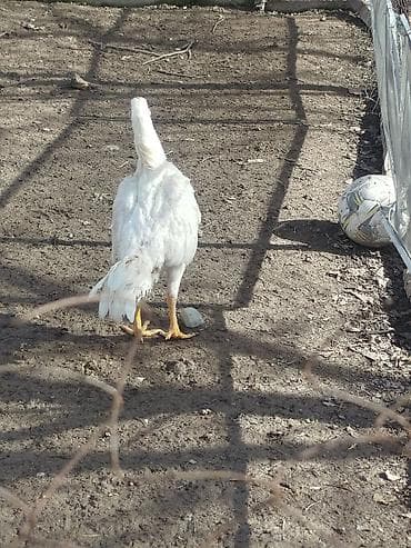 кой бишкек: Дакан ак мекиштер сатылат 2 штук бар активный алмашу жолдору бар — 5