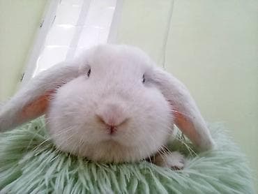 Үй жаныбарлары: Отдам даром Домашний кролик-баран с висячими ушами (белый окрас) - — 2