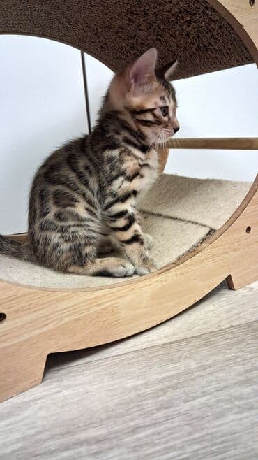 собака булдок: Бенгал, 2 айлык, Ургаачы, Лотокко барууга үйрөтүлгөн, Курттардан тазаланган, Документтери менен — 3