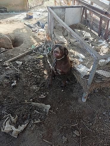 сколько стоит американская короткошёрстная кошка: Собака даром: Курцхаар, 10 месяцев, Самка, С прививкой — 5