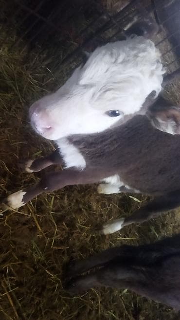 Баран, овца: Продаю | Музоо, торпок | На откорм — 2