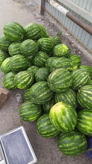 Арбузы В розницу