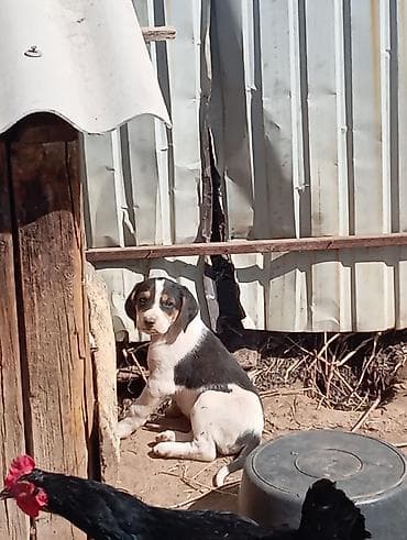 собаки алабаи: 2 месяца, Самец — 3