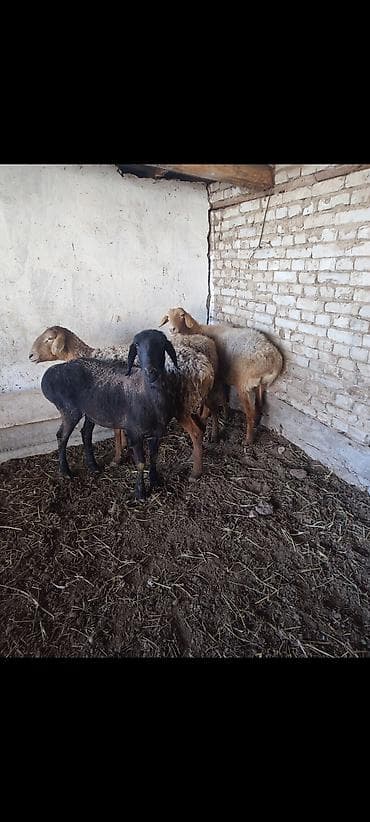 животные домашние: Продаю | Ягненок | Для разведения — 1